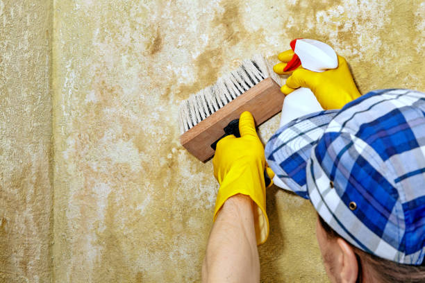 Mold Remediation for Vacation Homes in North Belle Vernon, PA